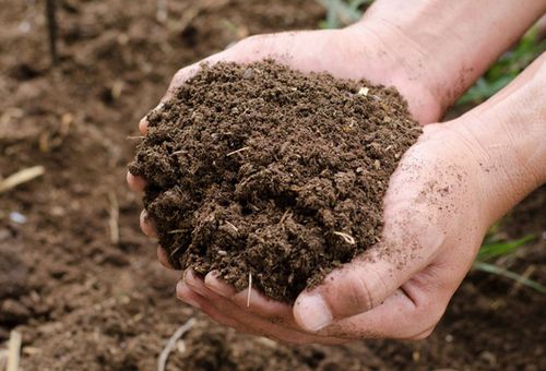 Cow Manure